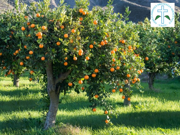 full-tree-of-oranges